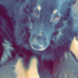 Meet your Posher, Priscilla